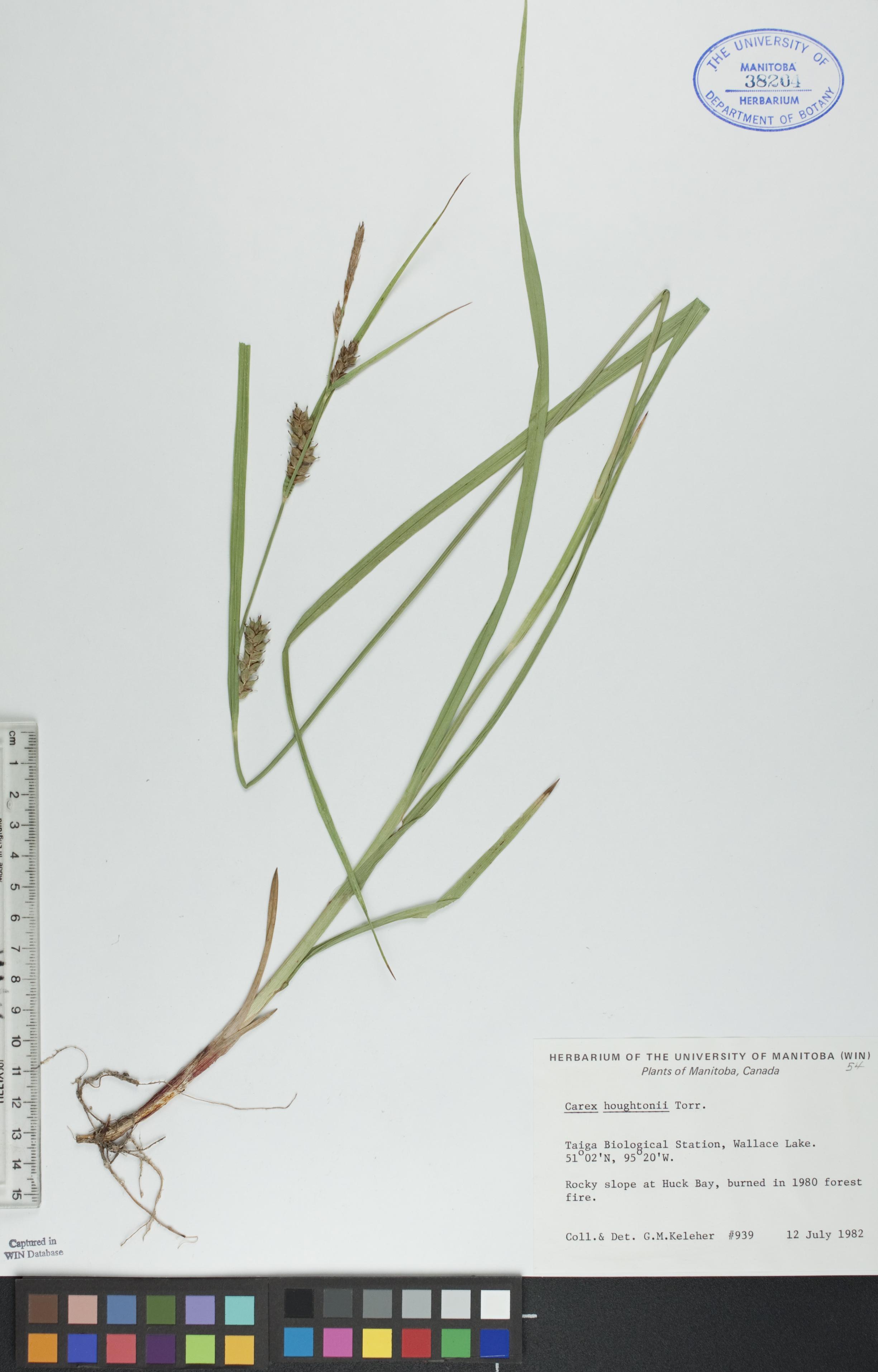 Carex houghtoniana image